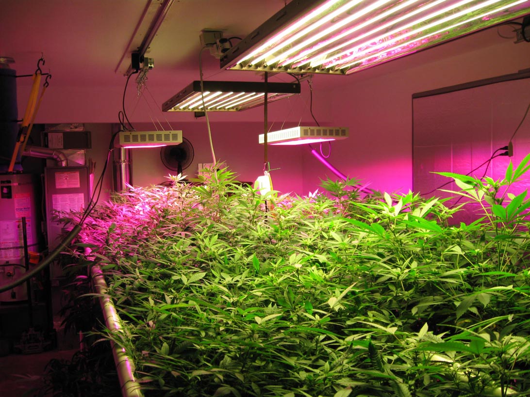 Best LED Grow Light Featured Image